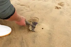 沙滩上不起眼的小洞，原来就是蛏王窝，蛏子王就藏在里面视频封面