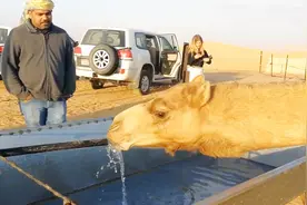 骆驼快一个月没喝水，刚看见水就猛喝，一口气喝了120公斤的水视频封面