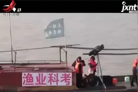 鄱阳湖发现大量长江刀鱼群，生态持续向好，刀鱼的状况究竟怎样呢视频封面