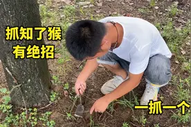 一场暴雨过后，小伙挖知了猴有绝招，地上一抓一个准，真有趣
