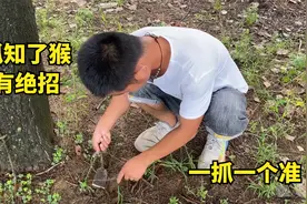 一场暴雨过后，小伙挖知了猴有绝招，地上一抓一个准，真有趣视频封面