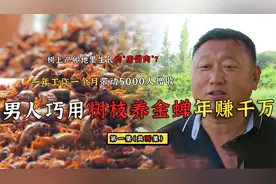 男人巧用树枝养金蝉，一年经营一个月，带动5000人增收，年入千万
