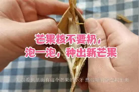 芒果吃完后核不要扔，剪一刀丢盆里，一周就能生根发芽种出芒果苗视频封面