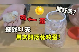 挑战利用太阳来孵化鸡蛋！20天后真的能出来小鸡吗？大叔给你实验