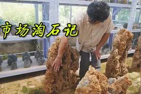 今天转转市场，淘一淘做盆景的石头，你喜欢用哪种石头呢？视频封面