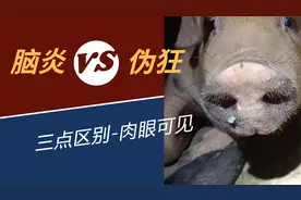 猪倒地起不来，是伪狂还是脑炎？3点肉眼可见的区别，轻松判断视频封面