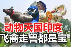 印度飞禽走兽都是宝，动物的天国，被崇拜的各种动物视频封面