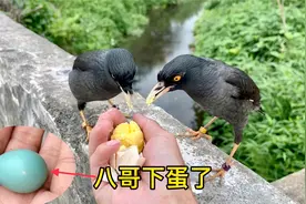 功夫不负有心鸟，八哥终于产下第一枚蛋，蓝色的鸟蛋太好看了视频封面