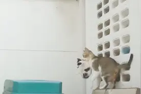 猫妈妈不小心摔死了小猫咪，猫妈妈不愿意承认事实，紧紧叼着不放视频封面