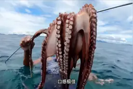 小哥潜入海底抓章鱼，被触手缠住双手和身体视频封面