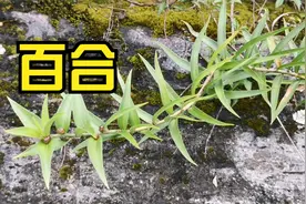 静林今天来找野生百合，突然发现百合还会长珠芽，繁殖应该很快！视频封面