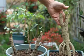 大树桩长发芽慢，只能下“狠”招，新芽乖乖冒出来视频封面