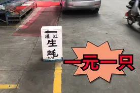 湛江生蚝一块钱一只来晚了还没货，为什么这么便宜？老板卖哭了！