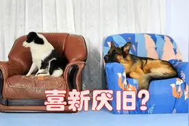 狗子有审美吗，会喜新厌旧吗，铲屎官用沙发做测试视频封面