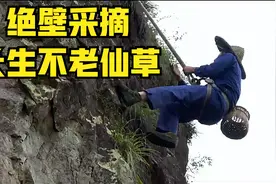 绝壁上的长生不老仙草，药工采1斤能换10000元，如今却都濒临绝迹视频封面