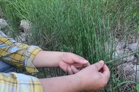 农村常见一种药材无叶无花无果，全身都是宝人称光棍草，你见过吗视频封面