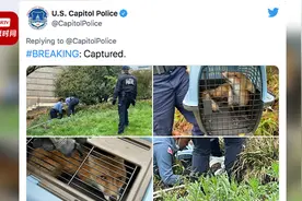 美国国会山一狐狸咬伤国会议员等九人  狐狸检出狂犬病已被安乐死视频封面