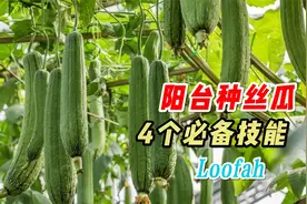 阳台种丝瓜，掌握4个简单小技巧，丝瓜一茬接一茬采不完，实用视频封面