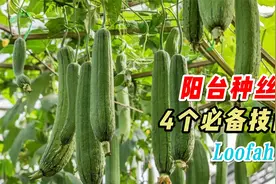 阳台种丝瓜，掌握4个简单小技巧，丝瓜一茬接一茬采不完，实用视频封面
