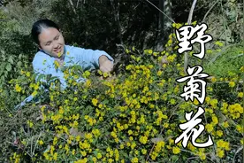 山上采摘一篮野菊花，独创一道家常菜，味道一绝视频封面