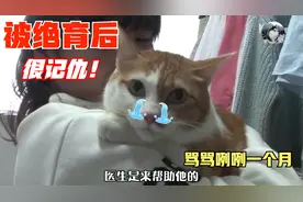 猫咪绝育后性情大变，整天朝主人“骂骂咧咧”，怎么赔偿它？视频封面