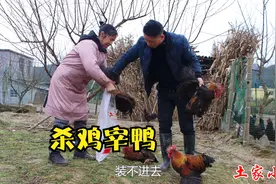 凤仙和小敏回来了，老妈杀鸡宰鸭， 女儿和未来的幺儿媳真有口福视频封面