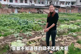 农村小丽腌制莲花白，做法简单，好吃又下饭