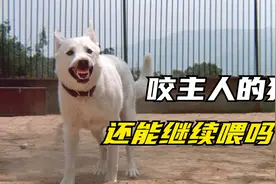 养了多年的狗子性情突变，居然咬伤自己主人，这狗还能要吗视频封面