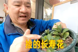 邻居扔了三盆长寿花，我捡回来上完盆就放角落了，现在这样子！视频封面
