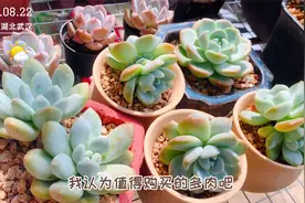 哪些多肉耐晒？这些多肉夏天不遮阳不遮雨，皮实扛造，好看又好养视频封面