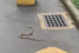 “蛇出没”！广州一小区惊现大蛇，专家：是市面常见宠物蛇视频封面