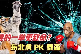 一巴掌就是一吨！东北虎为什么这么强？数据不会骗人！视频封面