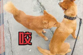 帅哥狗追求美女狗，一靠近就被咬，狗会自己选对象视频封面