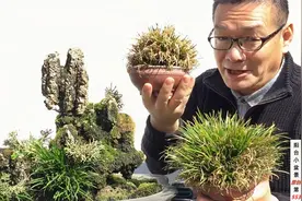 阳台小盆景 第553期 金钱菖蒲常打理视频封面