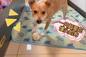 农村狗狗超爱吃馒头，狼吞虎咽吃得满脸都是，背后的原因让人心疼