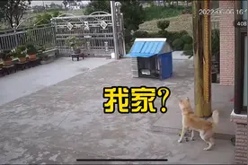 狗：现在搬家真方便啊，顺风快递视频封面