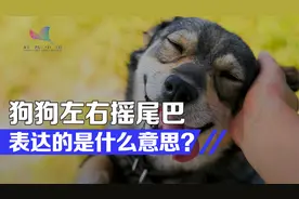 狗狗为什么这么亲近人类？可能与这种基因有关
