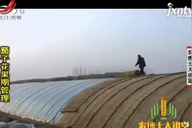 茄子短花柱花坐果率几乎为零，即便坐住果，也往往发育不良视频封面