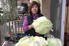 涵妈教你包菜制作干腌菜，方法简单，晒干了炒回锅肉特别好吃视频封面
