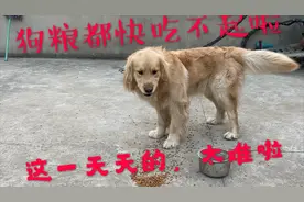 80斤金毛每天吃太多，狗粮快不够了，真愁人，听说需要吃鸡蛋代替