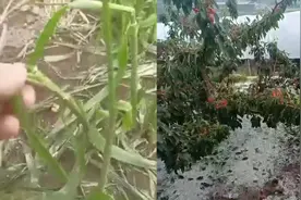 现场！辽宁瓦房店多地遭遇雹灾 农作物遭殃 受灾面积超十万亩视频封面