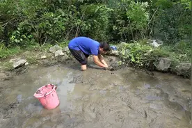 把100条泥鳅放深山泉水坑养，半年后放干水抓鱼，看看长多大了视频封面