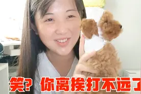 小姨妈给350让给狗买衣服，粥粥却拿姨夫袜子做一个，等着挨揍吧视频封面