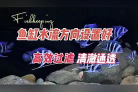 鱼缸内水流方向设置对，高效过滤，清澈通透：养鱼笔记第4季25集