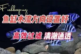 鱼缸内水流方向设置对，高效过滤，清澈通透：养鱼笔记第4季25集视频封面
