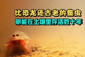 别小看在你家稻田的鲎虫，能从3亿年存活至今，全因它有强大的卵视频封面