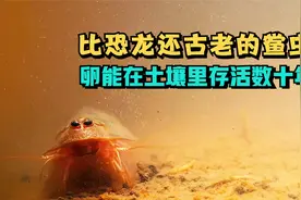 别小看在你家稻田的鲎虫，能从3亿年存活至今，全因它有强大的卵视频封面