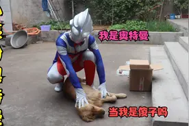 小亮穿上奥特曼服饰，测试金毛看到会是啥反应，谁知金毛一眼识破视频封面