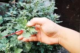 菊花就要开花了，如何让菊花开花更多更漂亮呢？路兮分享一个方法