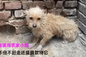 这只流浪狗误闯农家小院，主人不但不赶走还收留它，如今生活温馨视频封面
